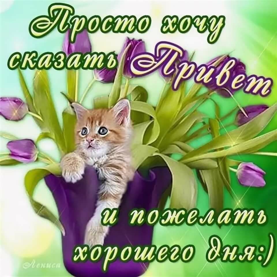 Открытка «Кот»: Привет и хорошего дня! Милый котик шлет позитив. Тэги: пожелание, улыбка, красивая, позитив, радость…