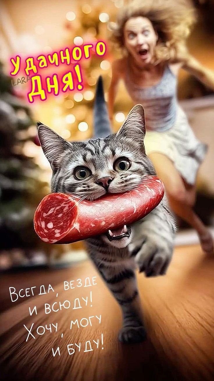 Открытка «Кот»: Удачного дня! Прикольный кот с колбасой. Тэги: пожелание, юмор, прикольная, смешная, женщина, позитив…