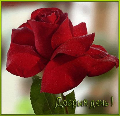 Открытка «Пожелание»: Добрый день! Нежная красная роза с росой. Тэги: улыбка, красивая, позитив, радость, добрый день…