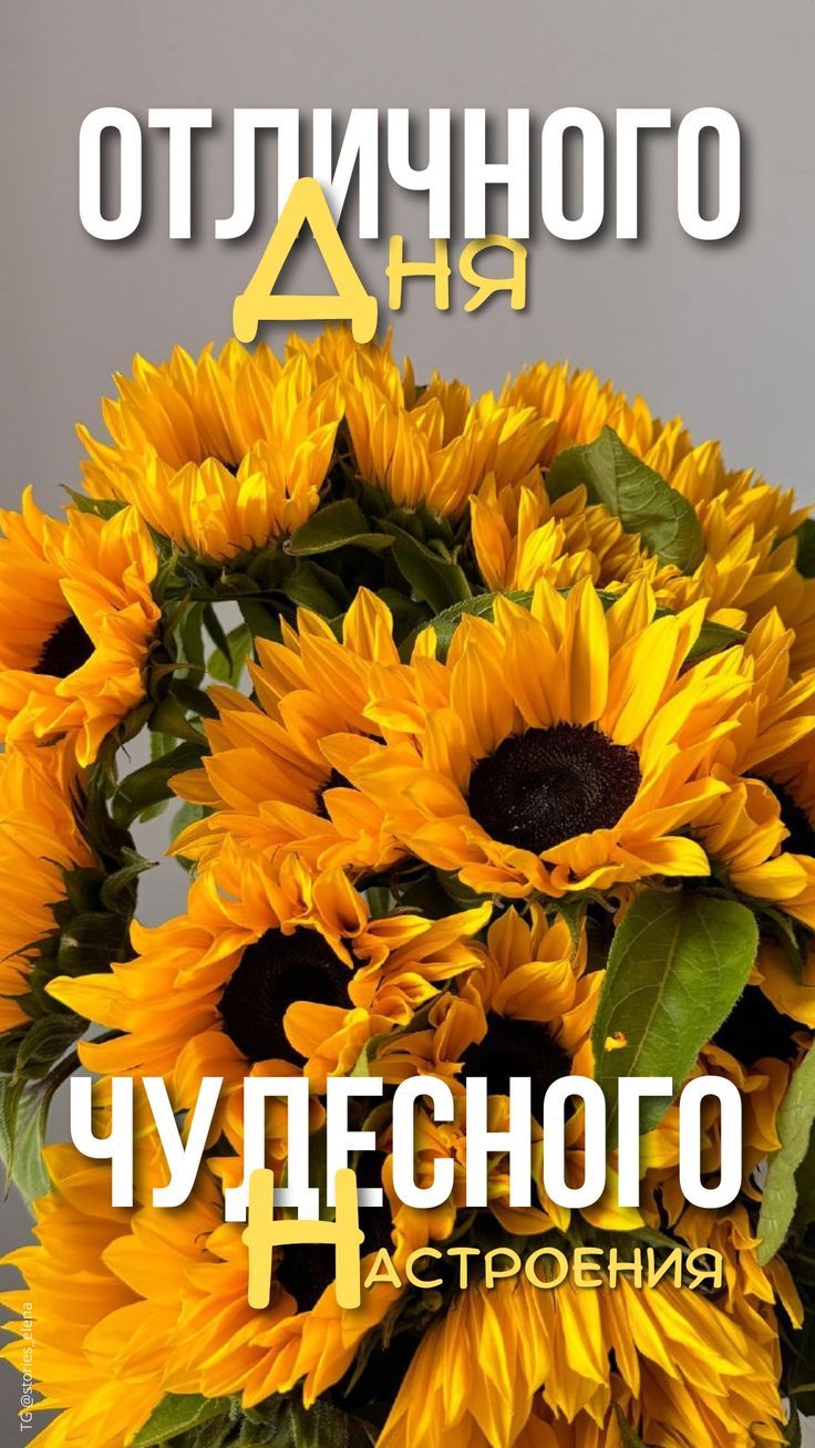 Открытка «Пожелание»: Отличного дня и чудесного настроения с подсолнухами. Тэги: улыбка, красивая, позитив, радость…