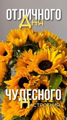 Открытка «Пожелание»: Отличного дня и чудесного настроения с подсолнухами. Тэги: улыбка, красивая, позитив, радость…
