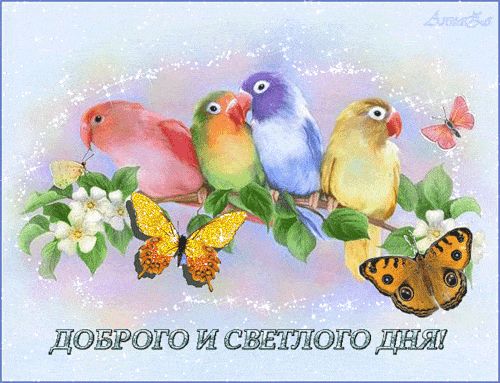 Открытка «Животное»: Яркого настроения! Милые птицы и бабочки на открытке. Тэги: пожелание, позитив, радость, добрый…