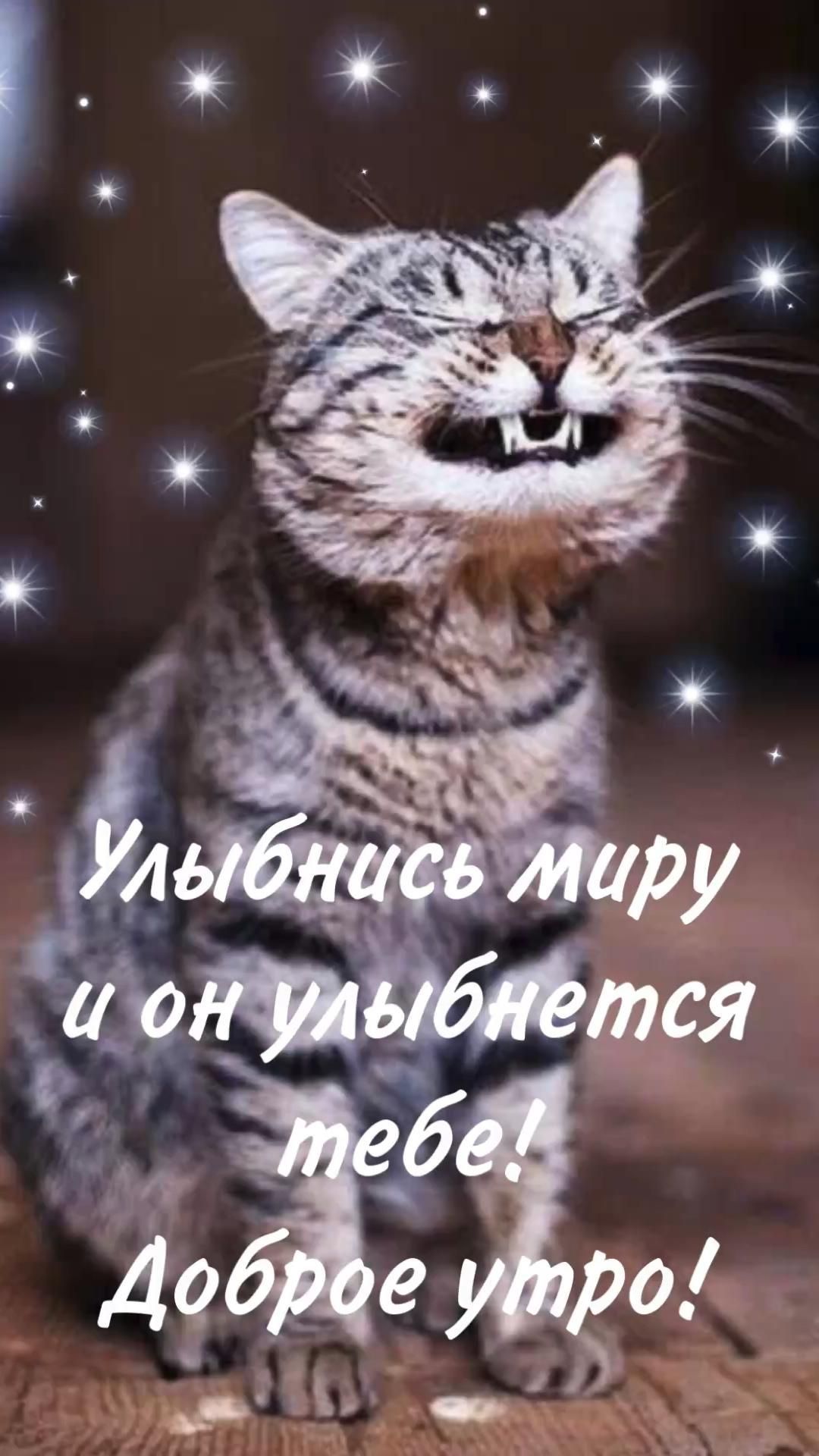 Открытка «С добрым утром»: Доброе утро: улыбнись миру с позитивным котом!. Тэги: С добрым утром, с котами!, С добрым…