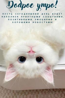 Открытка «С добрым утром»: Доброе утро с милым котом и позитивным пожеланием!. Тэги: кот, животное, пожелание, улыбка…