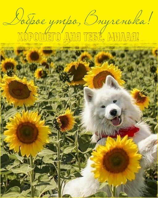 Открытка «С добрым утром»: Доброе утро, Внученька! Милый пес и подсолнухи. Тэги: пожелание, улыбка, утро, красивая…