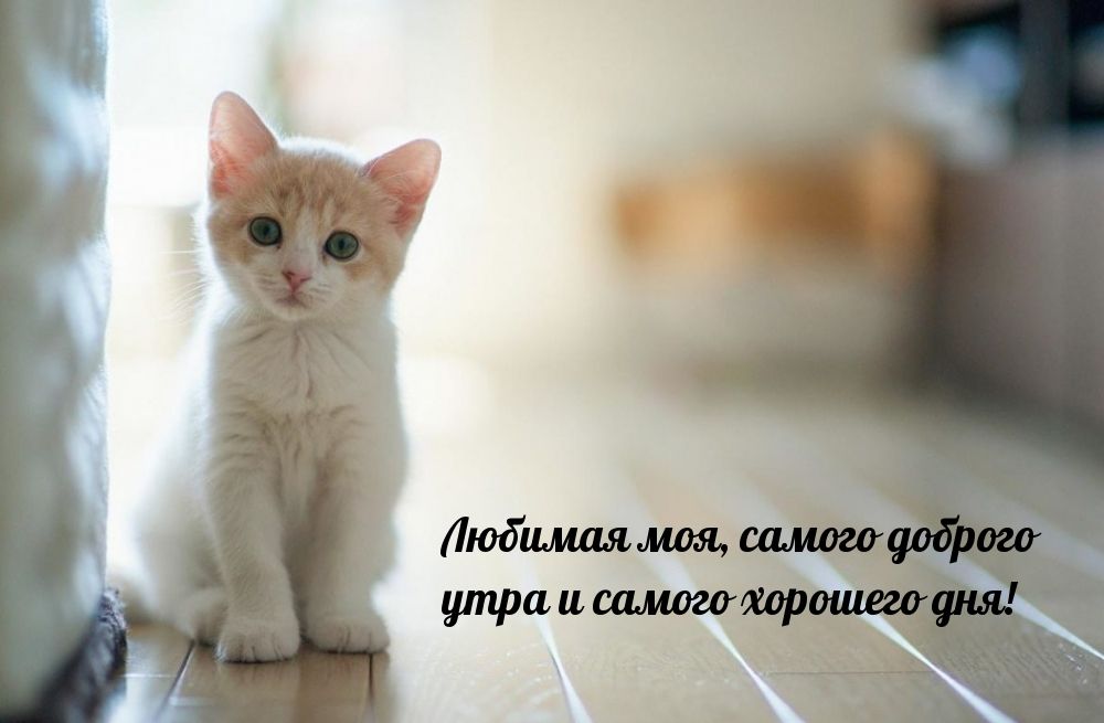 Открытка «С добрым утром»: Доброе утро, любимая! Нежный котенок и пожелание. Тэги: кот, животное, пожелание, утро…
