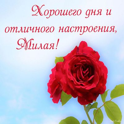 Открытка «Пожелание»: Яркая открытка с розами: Хорошего дня и настроения. Тэги: улыбка, подруга, женщина, девушка…