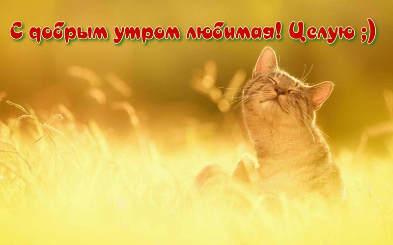 Открытка «Кот»: С добрым утром, любимая! Милый кот и позитив. Тэги: животное, пожелание, улыбка, утро, красивая…