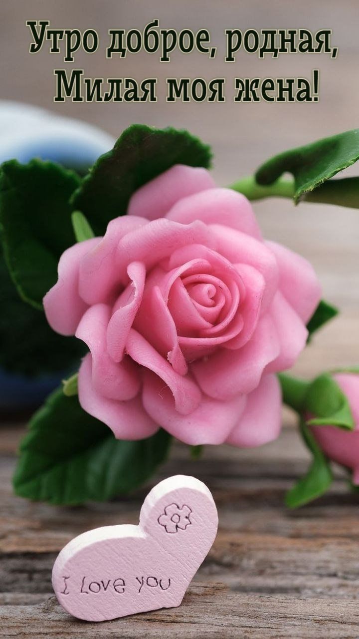 Открытка «С добрым утром»: Доброе утро, любимая жена! Роза и сердце. Тэги: пожелание, утро, женщина, красивая, позитив…