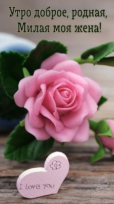 Открытка «С добрым утром»: Доброе утро, любимая жена! Роза и сердце. Тэги: пожелание, утро, женщина, красивая, позитив…