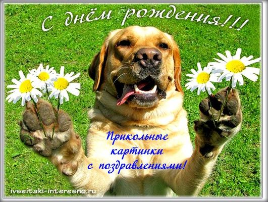Открытка «Животное»: С днём рождения! Прикольная собака с ромашками. Тэги: пожелание, прикольная, улыбка, друг…
