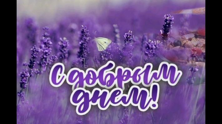 Открытка «Животное»: С добрым днем! Красивая открытка с цветами и бабочкой. Тэги: пожелание, красивая, позитив…