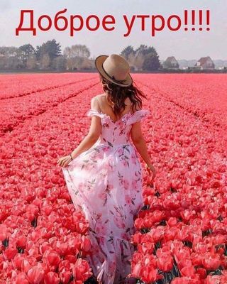Открытка «С добрым утром»: Доброе утро! Красивая открытка с тюльпанами. Тэги: пожелание, утро, девушка, красивая…