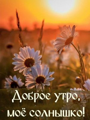 Открытка «Пожелание»: Доброе утро! Нежная открытка с солнцем и ромашками. Тэги: утро, красивая, позитив, радость…