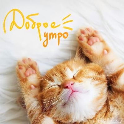 Открытка «С добрым утром»: Милый котенок: Доброе утро!. Тэги: кот, животное, пожелание, улыбка, утро, позитив, радость…