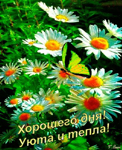 Открытка «Животное»: Открытка Хорошего дня с ромашками и бабочкой. Тэги: пожелание, улыбка, красивая, позитив, радость…