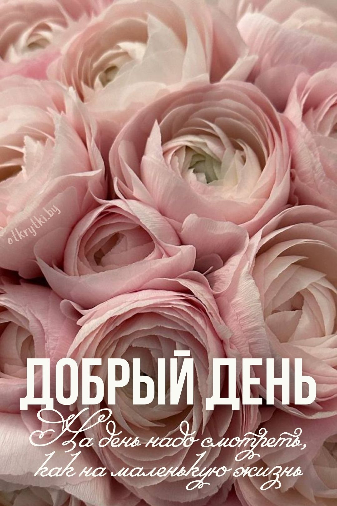 Открытка «Пожелание»: Добрый день: нежные цветы и мудрые слова о жизни. Тэги: улыбка, красивая, позитив, радость…