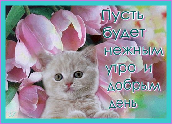 Открытка «С добрым утром»: Нежное утро и добрый день: милый котик и тюльпаны. Тэги: Добрый день, С добрым утром…