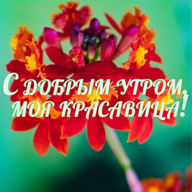 Открытка «С добрым утром»: «С добрым утром, Красавица!» Яркий цветок для женщины. Тэги: пожелание, улыбка, утро…