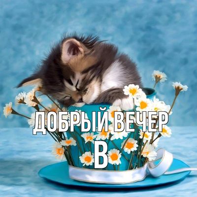 Открытка «Кот»: Добрый вечер: милый кот в цветах для уюта и радости. Тэги: животное, пожелание, улыбка, позитив…