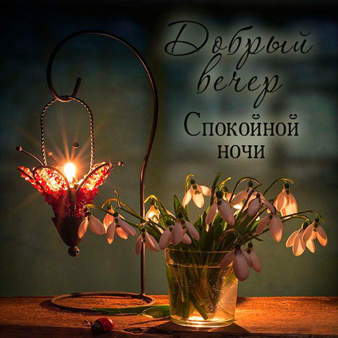 Открытка «Пожелание»: Нежный Добрый вечер и Спокойной ночи с подснежниками. Тэги: красивая, цветок, настроение, нежная…