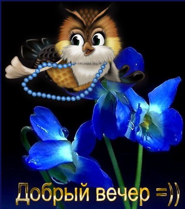 Открытка «Добрый вечер и пожелания»: «Добрый вечер» с милой совой и яркими цветами. Тэги: Прикольный добрый вечер…