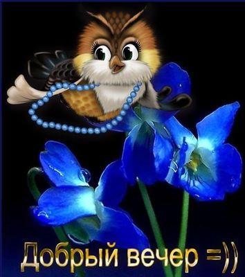 Открытка «Добрый вечер и пожелания»: «Добрый вечер» с милой совой и яркими цветами. Тэги: Прикольный добрый вечер…