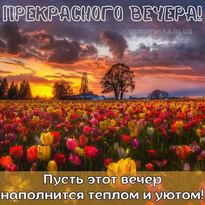 Открытка «Пожелание»: Прекрасный вечер: тюльпаны, солнце, уют. Тэги: красивая, позитив, радость, тепло, настроение…