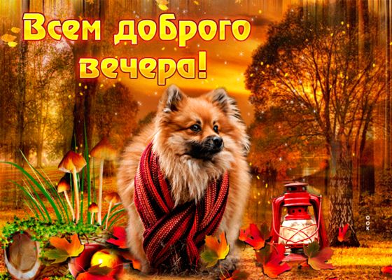Открытка «Животное»: Доброго вечера! Уютный пес в шарфе и осенний лес. Тэги: пожелание, шарф, позитив, осень, гриб…