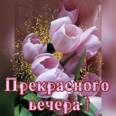 Открытка «Пожелание»: Нежные тюльпаны: Открытка Прекрасного Вечера!. Тэги: женщина, красивая, позитив, цветок, настро…