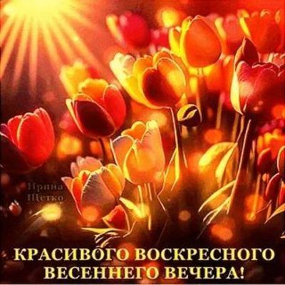 Открытка «Пожелание»: Весенний вечер с тюльпанами: красивое пожелание. Тэги: красивая, позитив, радость, цветок…
