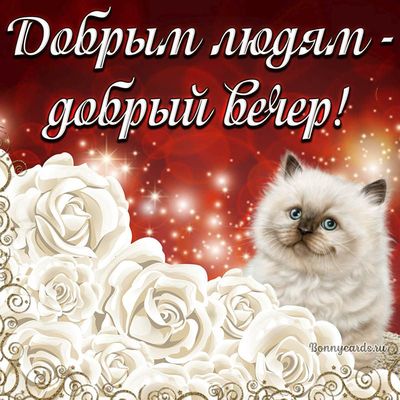 Открытка «Кот»: Добрый вечер: милый кот, розы, добрые пожелания. Тэги: животное, пожелание, красивая, позитив, радость…