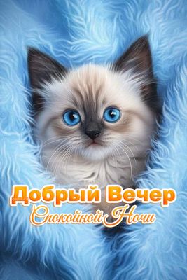 Открытка «Кот»: Милый котенок: Добрый Вечер и Спокойной Ночи. Тэги: животное, пожелание, красивая, позитив, настроение…