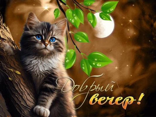 Открытка «Кот»: Добрый вечер! Нежный кот на ветке под луной. Тэги: животное, пожелание, красивая, позитив, настроение…