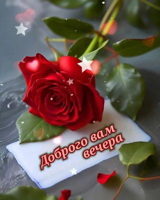 Открытка «Пожелание»: Красивая роза: пожелание доброго вечера. Тэги: красивая, позитив, сердце, цветок, настроение…