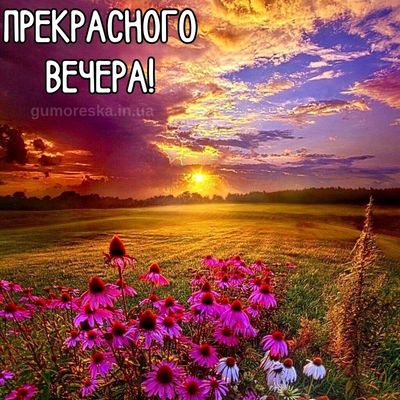 Открытка «Пожелание»: Нежный вечер: красивые цветы и закатный пейзаж. Тэги: красивая, позитив, цветок, настроение…