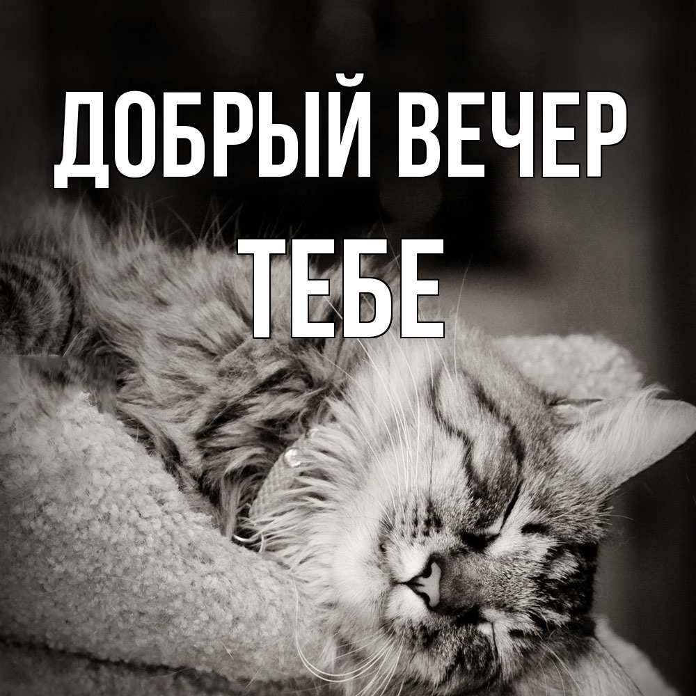 Открытка «Добрый вечер и пожелания»: «Добрый вечер» тебе с уютным котом. Тэги: Доброго вечера и хорошего настроения…