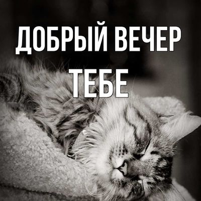 Открытка «Добрый вечер и пожелания»: «Добрый вечер» тебе с уютным котом. Тэги: Доброго вечера и хорошего настроения…