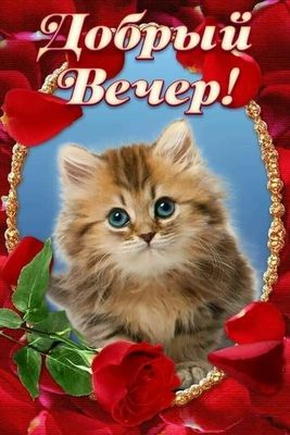 Открытка «Кот»: «Добрый Вечер!» с милым котенком и розами. Тэги: животное, пожелание, красивая, позитив, цветок…
