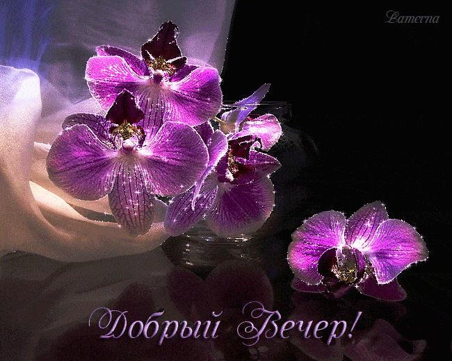 Открытка «Пожелание»: Добрый вечер! Мерцающая орхидея для настроения. Тэги: красивая, позитив, цветок, настроение…