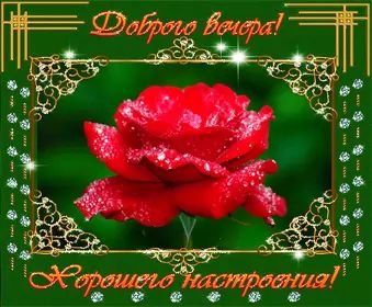 Открытка «Пожелание»: Доброго вечера! Красивая роза для хорошего настроения. Тэги: улыбка, красивая, позитив, радость…