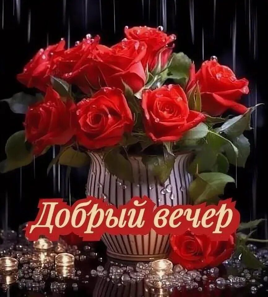 Открытка «Пожелание»: «Добрый вечер» с красными розами – красивая открытка. Тэги: красивая, позитив, радость, цветок…