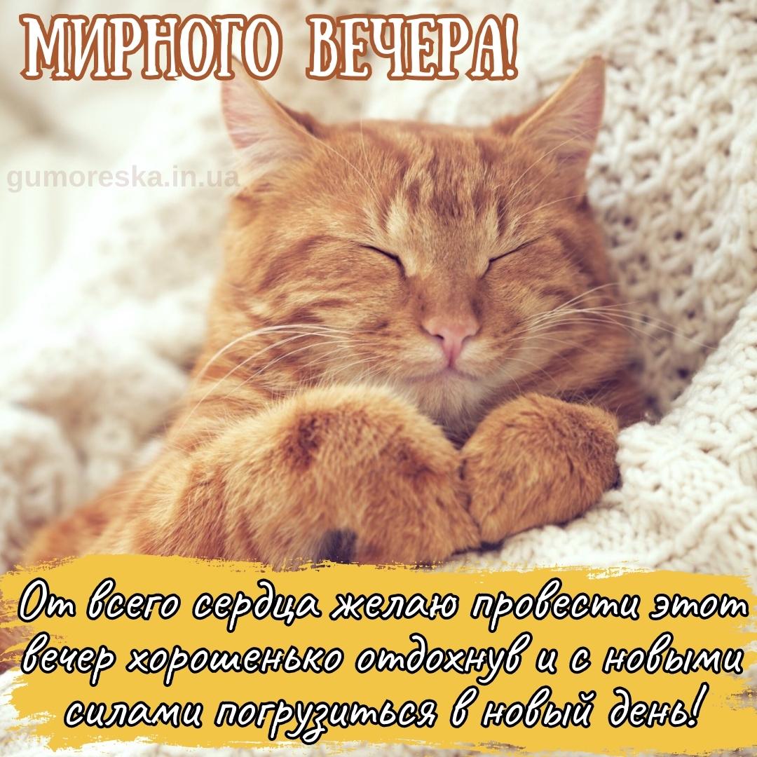 Открытка «Кот»: Пожелание мирного вечера с уютным спящим котом. Тэги: животное, пожелание, красивая, позитив, радость…
