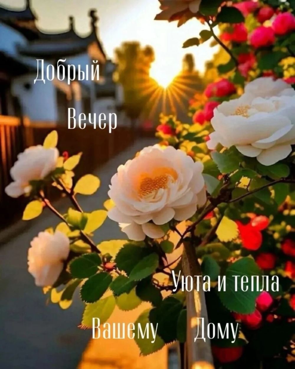 Открытка «Пожелание»: «Добрый вечер» с пожеланием уюта и тепла. Тэги: красивая, позитив, радость, цветок, уют, тепло…