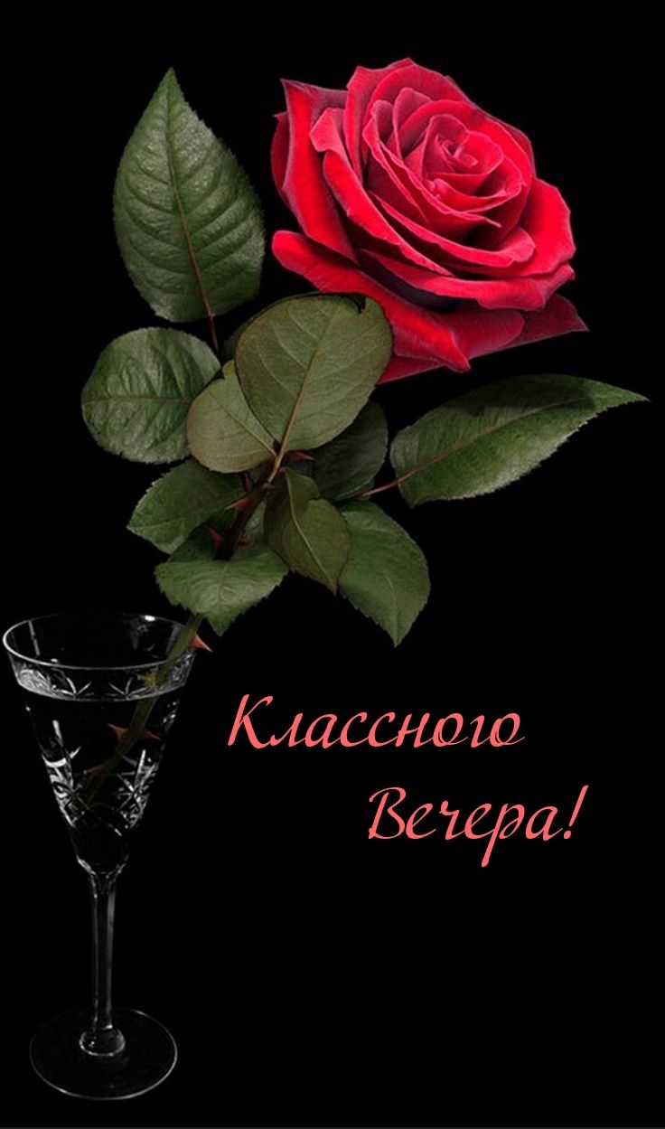 Открытка «Пожелание»: Красивая роза для классного вечера. Тэги: женщина, девушка, красивая, позитив, цветок, настроен…