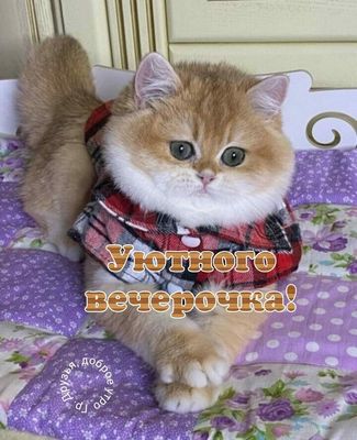 Открытка «Кот»: Милый кот желает «Уютного вечера»!. Тэги: животное, пожелание, улыбка, красивая, позитив, радость…