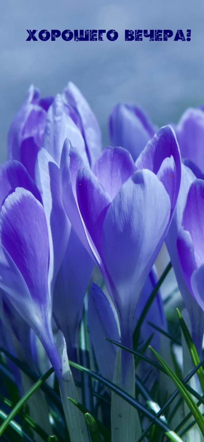 Открытка «Пожелание»: Открытка «Хорошего вечера» с красивыми цветами. Тэги: улыбка, красивая, позитив, радость, цветок…