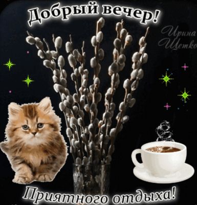 Открытка «Кот»: «Добрый вечер» и уютное пожелание с котиком. Тэги: животное, пожелание, красивая, кофе, позитив…
