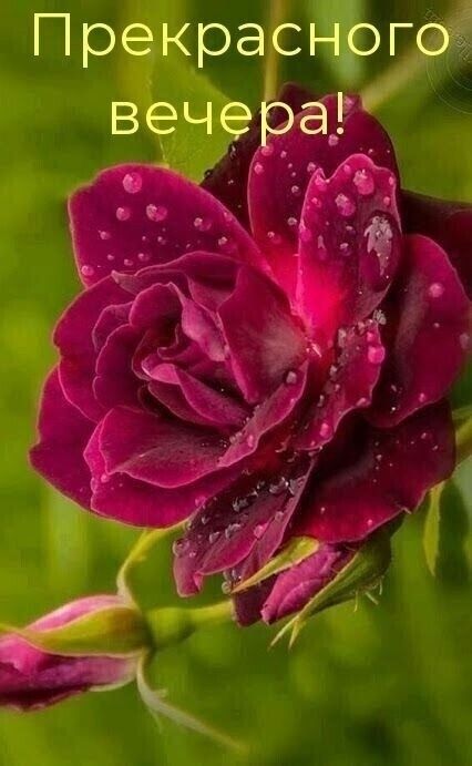 Открытка «Пожелание»: Прекрасного вечера! Нежная роза с капельками. Тэги: красивая, цветок, настроение, нежная…