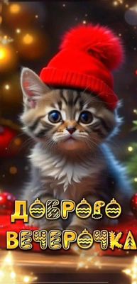 Открытка «Кот»: Милый котик в шапке: «Доброго вечерочка» с позитивом. Тэги: животное, пожелание, улыбка, шапка…